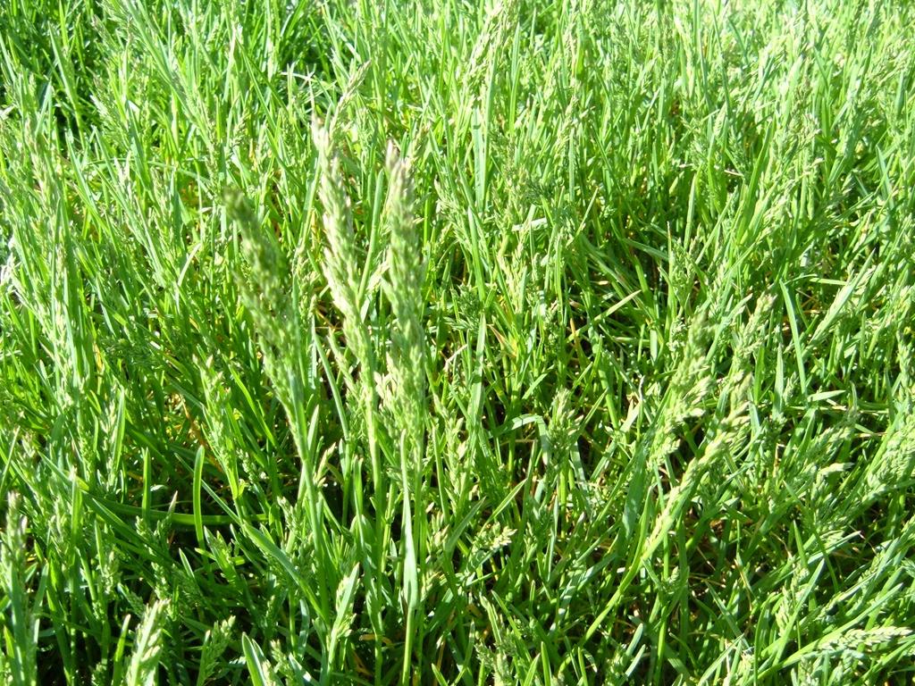 Bluegrass going to seed Caused by overly stressed lawn and lack of fertilization