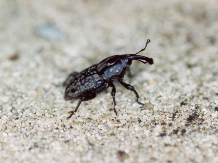 Billbug Damage appears as a small circular pattern that turns yellow-brown as the Billbugs feed on the grass.