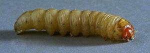 Cutworm/Grubs Cutworms and Grubs leave small patches of brown grass, usually one