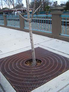 C.G.59: Trees: Retain existing large trees and plant new drought tolerant, native trees to improve air quality, provide shade, and create buffers.