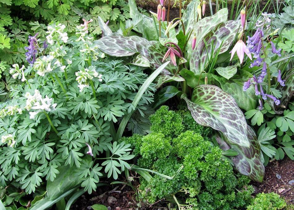 The dark patterned leaves here are another Erythronium hybrid adding to an interesting mixture of