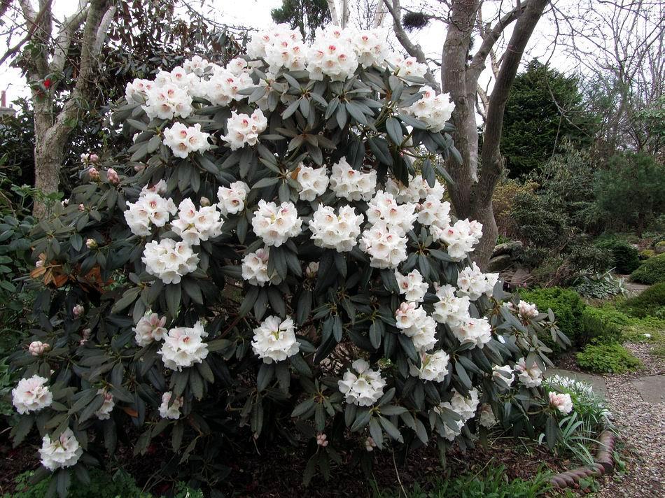 Rhododendron pachysanthum The last images for this week are of