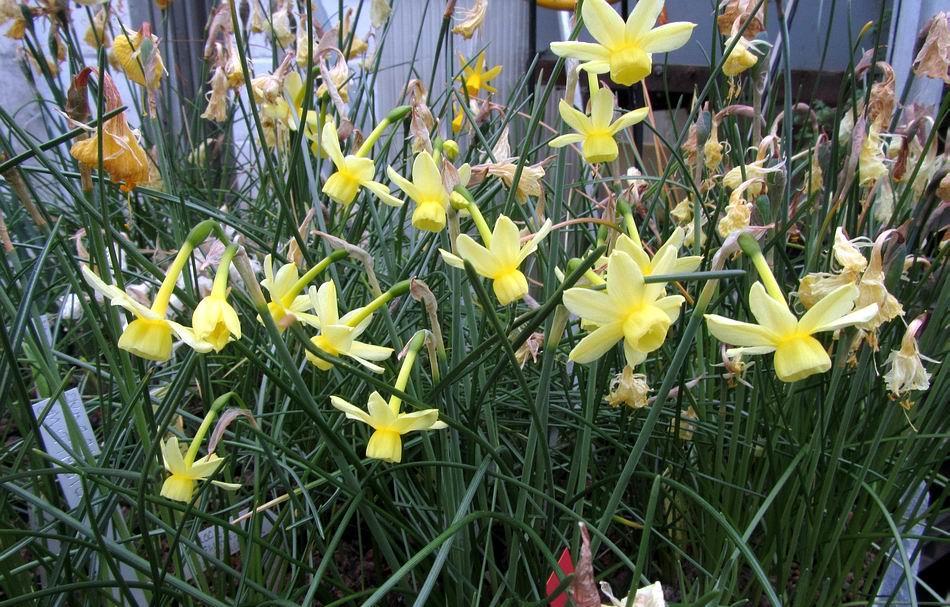 At this stage watering has to be done carefully, as some plants like the late flowering Narcissus, need plenty water to allow them to grow while the early