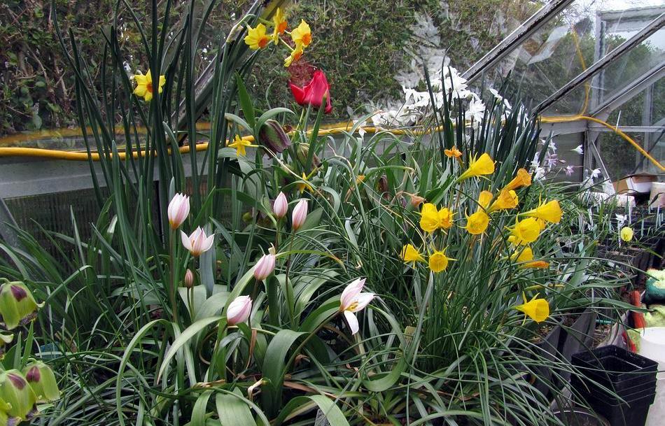 Above another mixture of later flowering bulbs includes Fritillaria, Tulipa, Narcissus and Ipheion.