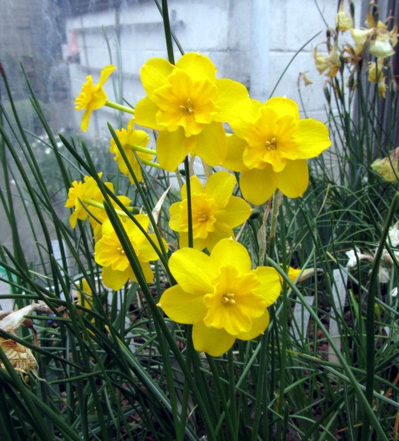 here. The first Narcissus can start flowering for us as early as September and the last can still be in flower in July showing that there is much more to these