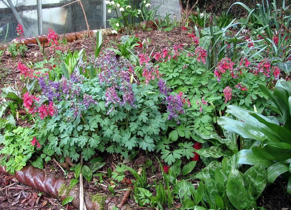 Mixed seedlings of Corydalis solida are a wonderful way to introduce colour into your