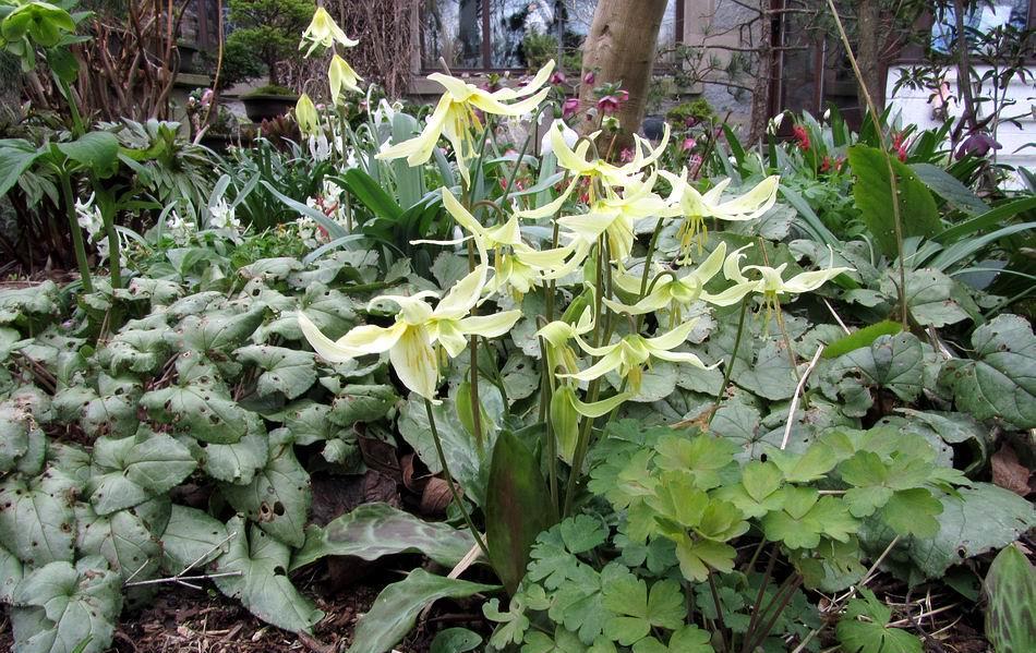 Erythronium oregonum This is a pale coloured form of