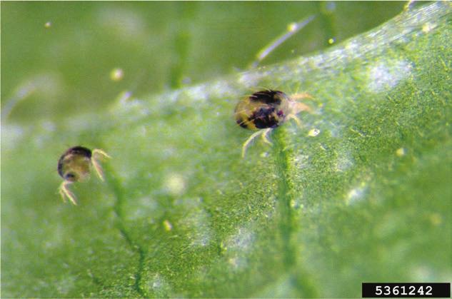 org Bagworm Poplar Borer Elm Leaf Beetle