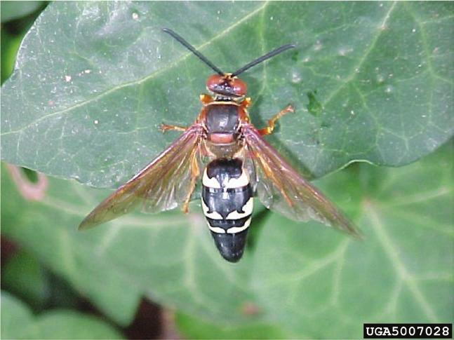 org Cicada Killer Wasp Sod Webworm EPP-7306-9