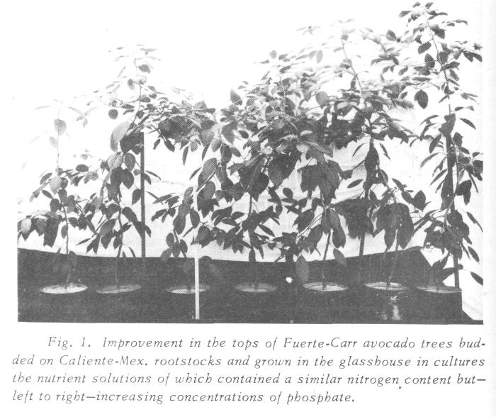 On February 4, 1953, a Fuerte-Carr avocado tree budded on Caliente-Mex. rootstock was planted in each of seven cultures 12 inches in diameter by 12 inches deep in the glasshouse.