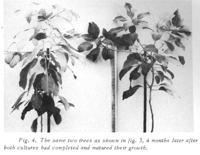 Apparently an abundance of nitrogen is of little or no value for the health of an avocado tree unless there is some phosphate available.