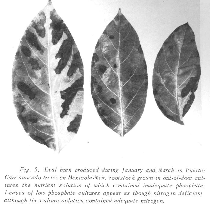considerable leaf burn figure 5 whereas at higher levels the leaves were free of burn. On March 1, 1954, at the 13.12 level there was considerable leaf burn.