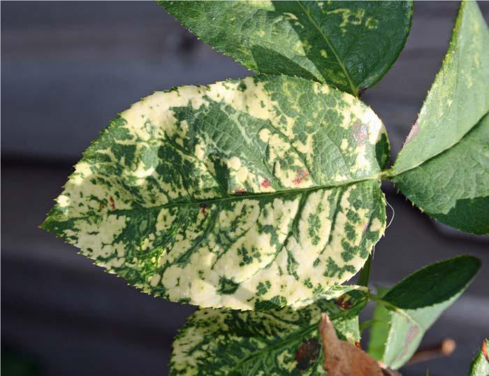 Severe mottling on leaves caused by