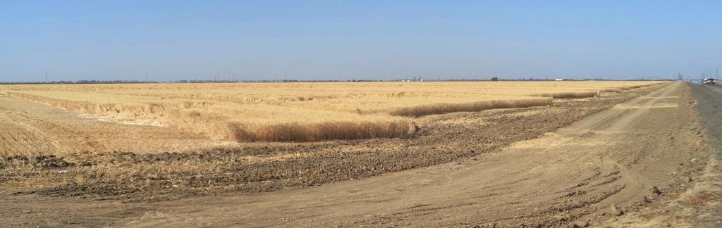 Northward view from Avenal Cutoff Road,