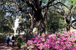 It has one of the largest historic districts in the United States, with thousands of architecturally-significant buildings nestled under giant live oaks hung with Spanish moss.