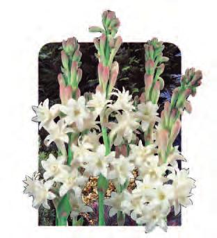 Tuberose Bridal White TUBBRW Perfumed double flowers on tall stems