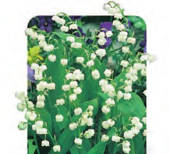 00 Lily of the Valley LILVAL Lovely perfume, can be left in for