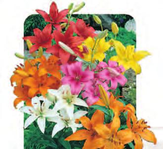 SU HEIGHT 100cm FLOWERS OV-DEC 2 for 8.00-5 for 16.00-10 for 30.