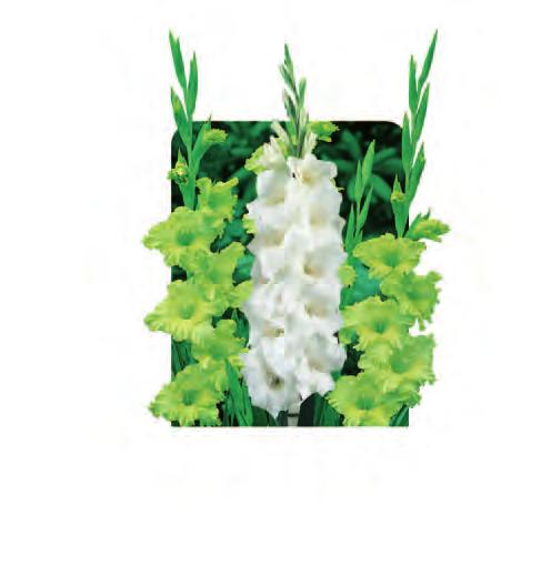 00 Gladioli Cottage Green & White GLAGRW Tall
