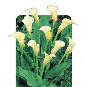 Calla Lily Bright Yellow CALYEL Flute like flowers, ideal for cut flowers FULL SU HEIGHT