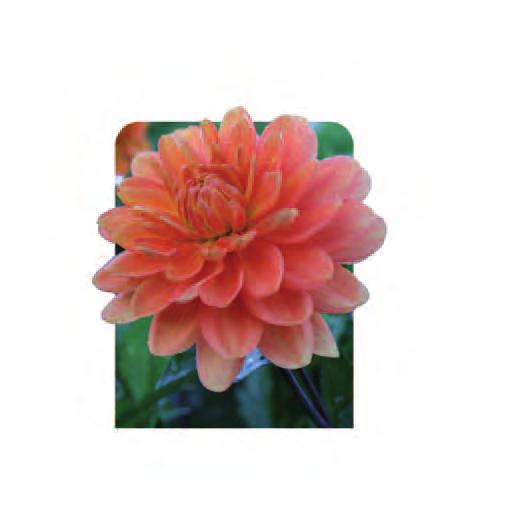 00 Mini Dahlia Mixed Colours DAHBAM Brightly coloured true mini dahlias FULL SU HEIGHT 25cm FLOWERS