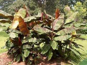 Musa - Banana Pot culture or in ground Rich organic soil Even moisture Hardy