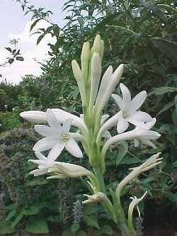 Polianthes - Tuberose Showy white flowers Great fragrance Plant in