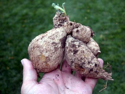 Tuberous Roots Tuberous roots resemble tubers but are swollen roots The buds are at