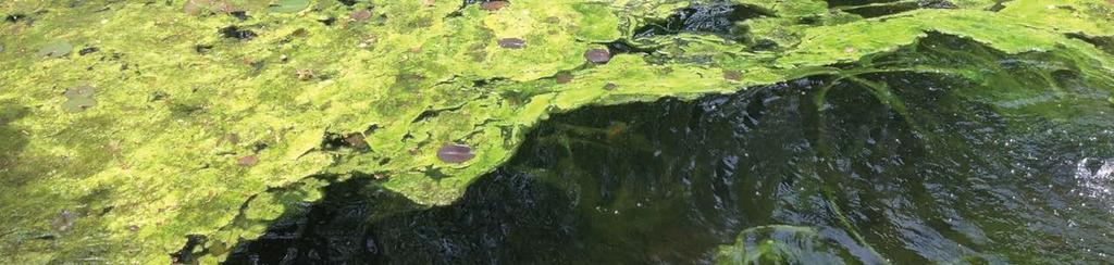 Drastically reduces pond maintenance Helps to eliminate unsightly algae without the use of liquid
