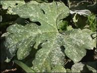 Guide, Bull. 672 for recommended fungicides for pumpkins and other vine crops.