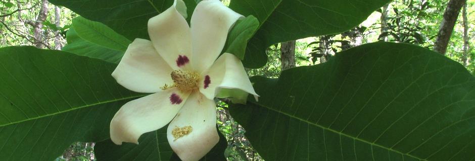 Welcome to the Magnolia Chapter of the Florida Native Plant Society Our mission is to promote the