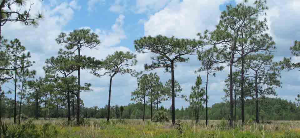 From Seeds to Stumps: Six Short Stories of Old Southern Pines Longleaf pines are a vital and beautiful element of our southern pine savannas.