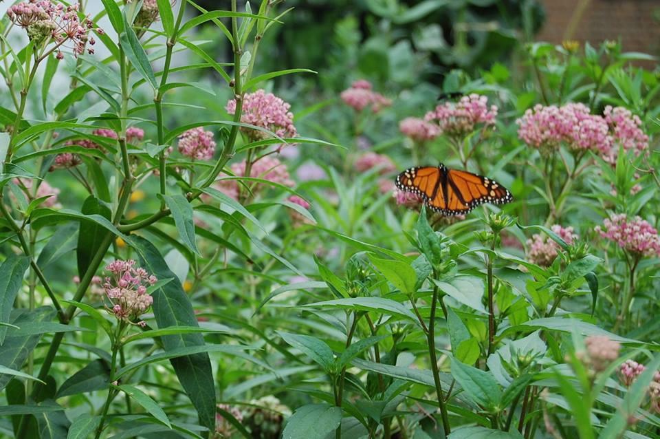 Monarch Milkweed Workday Wednesday, September 12 th, 9:00 a.m 12:00 p.m. 7300 Coastal Hwy, Crawfordville, FL Good News! Our workdays are starting up again!