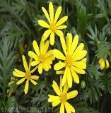 African bush daisy - prolific 3 bloomer -