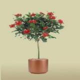 tree 12 form in red or pink - great for a