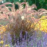 Tibouchina - deep purple prolific flowers-
