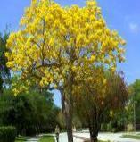 fast growing shade tree - good longevity 15