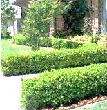 Red 1 gallon $3 Yellow Japanese boxwood - low border or