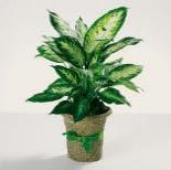 $9 8" potted $7 88 China Doll - interior plant