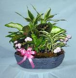 wooden planter with tropical plants - great