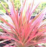 several interior tropical plants - great gift
