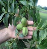 tree - great choice for central Florida - prolific fruit