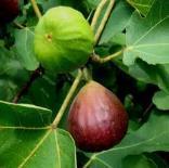 produces great figs - Biblical roots - great for