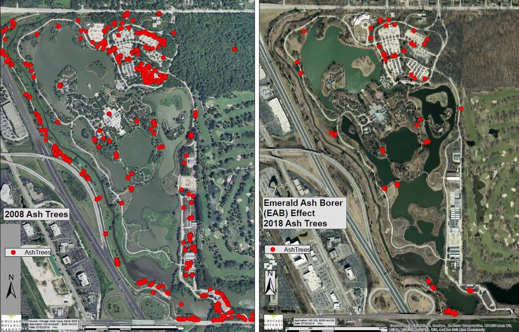 Emerald Ash Borer monitoring Chicago Botanic Garden Maps created and queried in ArcMap Utilized by Plant Health Care staff to plan Ash Tree treatment and removal, and to systematically monitor