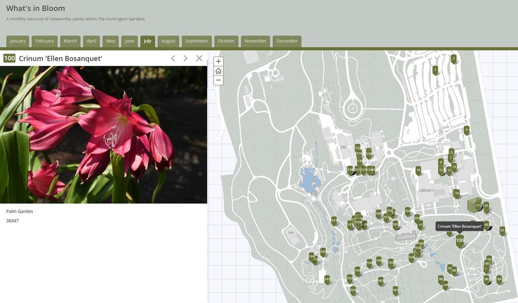 What s in Bloom The Huntington App created with Esri Story Map (Map Series) template Visitors discover what is currently