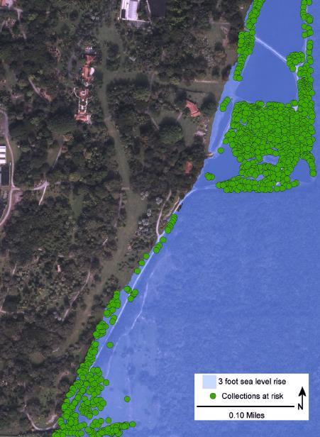 Sea level rise modeling Montgomery Botanical Center Analysis carried out in ArcMap using a digital elevation model and contour map in conjunction with plant collections map Modeled impact of sea