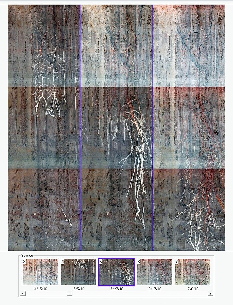 65-85 cm 9 images stitched together depth 85-102 cm Depth 17 cm increments Time 3 weeks