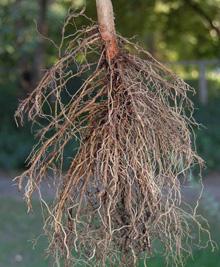 Many root problems can be avoided by paying attention at planting time!