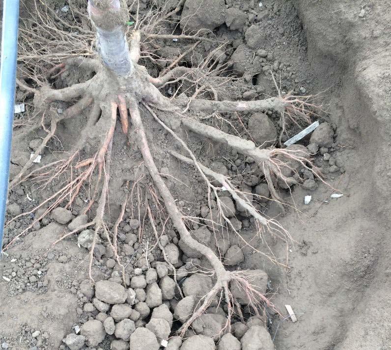 nice bare root system