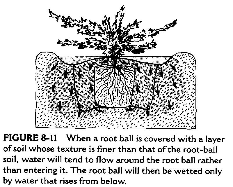 Result: Bare root trees use little water until the tree leafs out while container trees will need very regular irrigation (often
